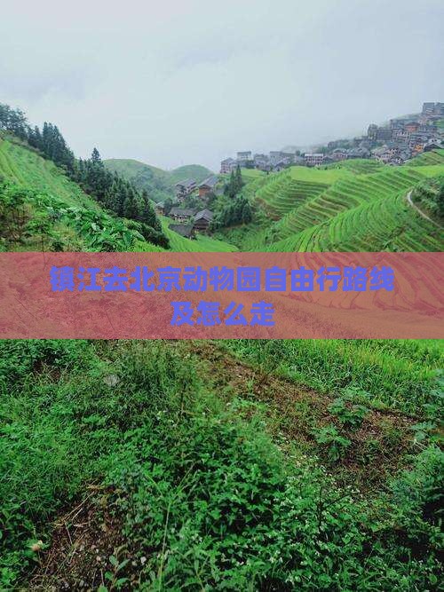 镇江去北京动物园自由行
