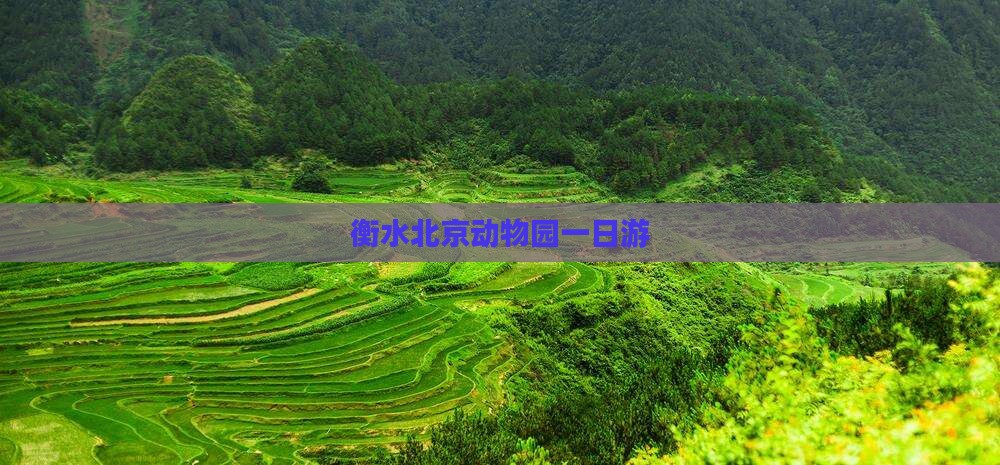 衡水到北京动物园一日游