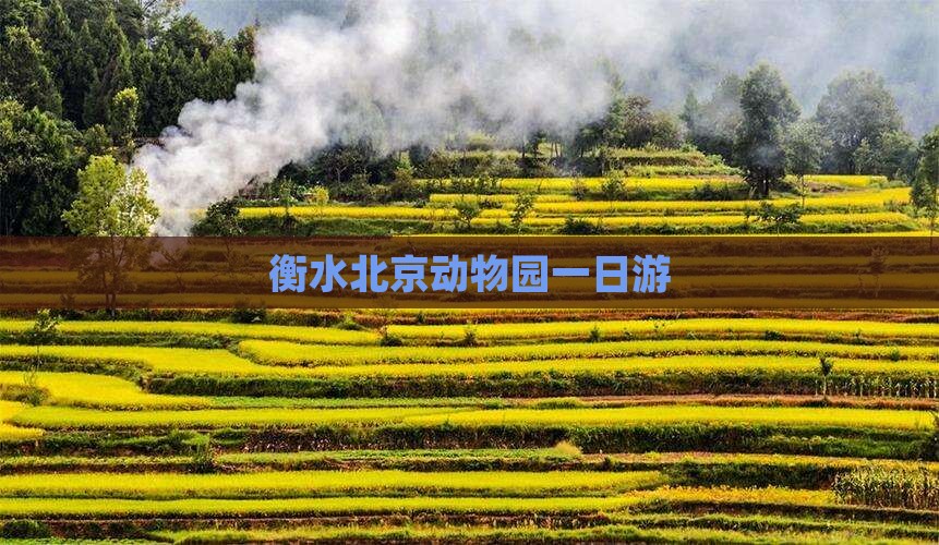 衡水到北京动物园一日游