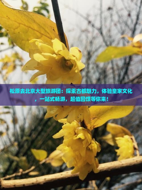 松原去北京大型旅游团