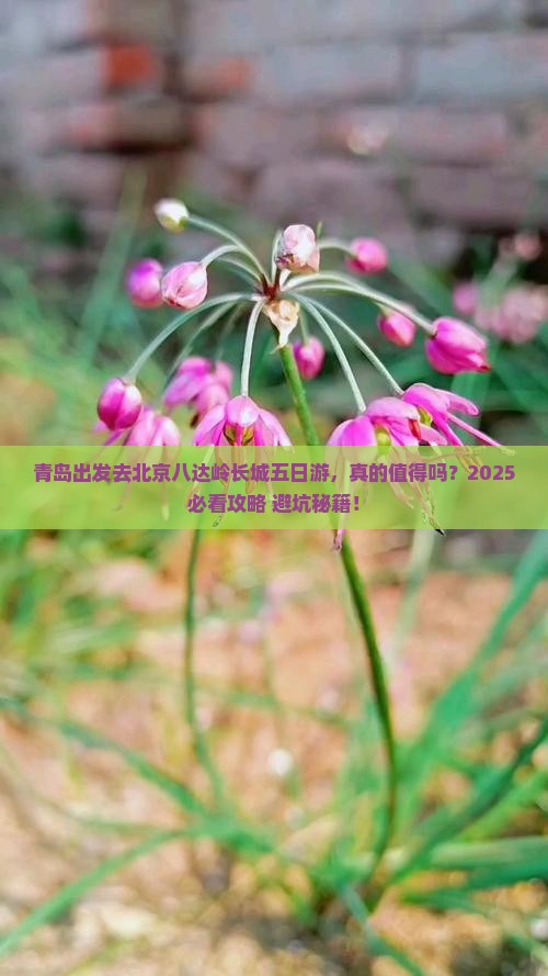 青岛去北京八达岭长城五日游