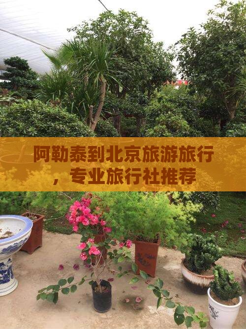 阿勒泰到北京环球度假区旅行社
