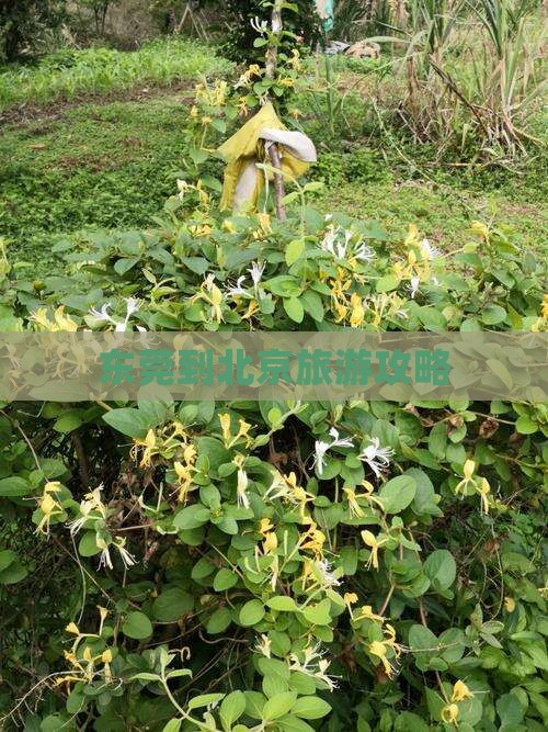 东莞到北京景点
