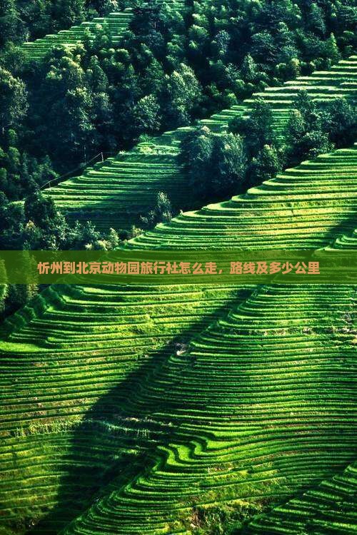 忻州到北京动物园旅行社