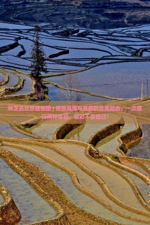 林芝去北京自由团