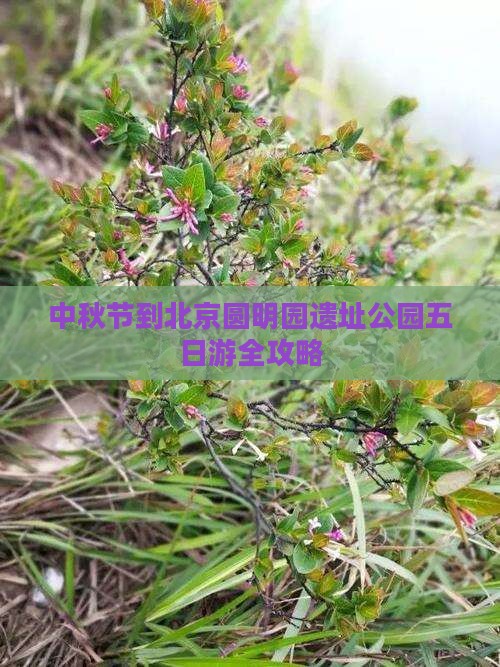 中秋节到北京圆明园遗址公园五日游