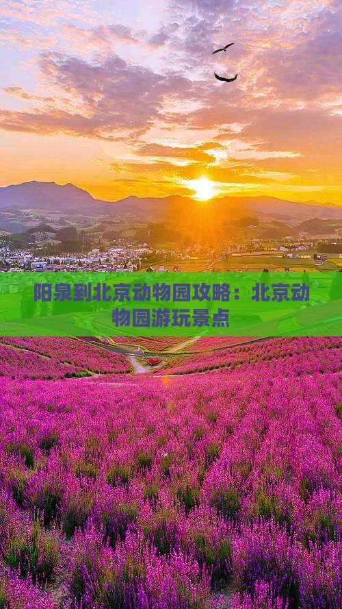 阳泉到北京动物园景点