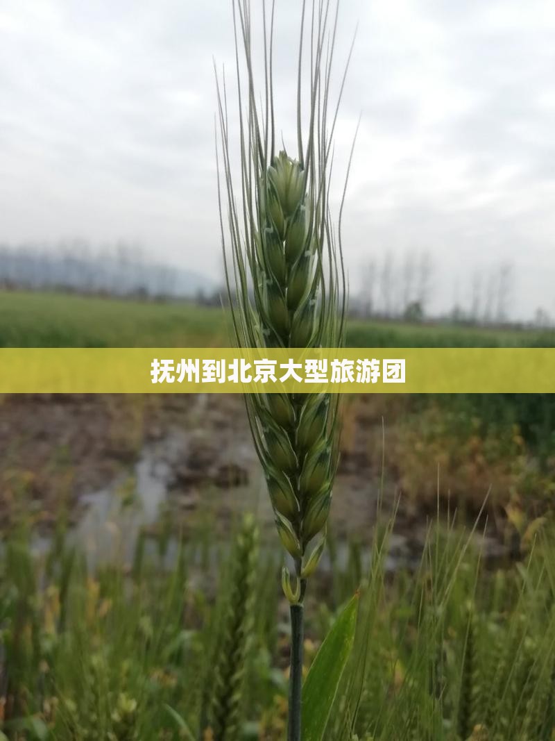 抚州到北京大型旅游团