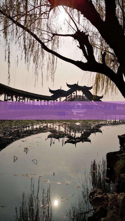 朝阳到北京动物园个人游
