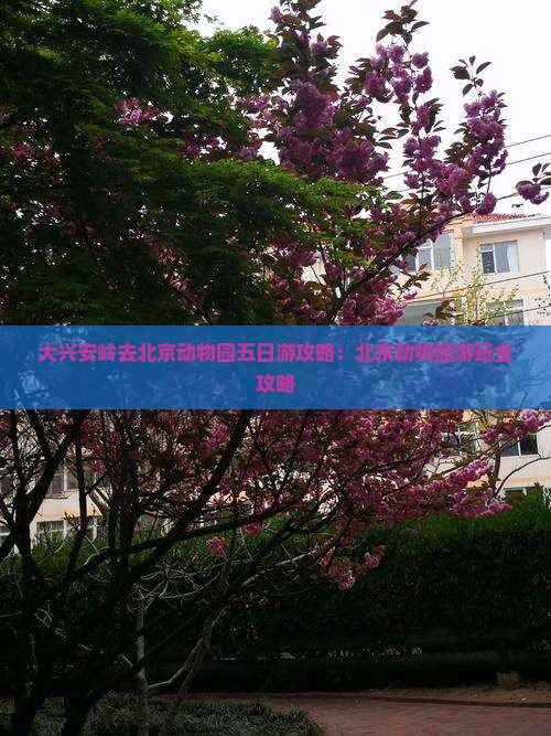 大兴安岭去北京动物园五日游