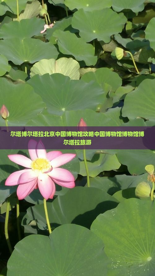 博尔塔拉去北京中国国家博物馆团体旅游