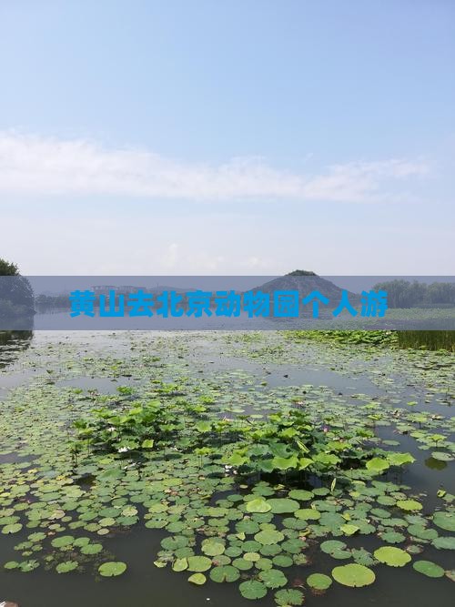 黄山去北京动物园个人游