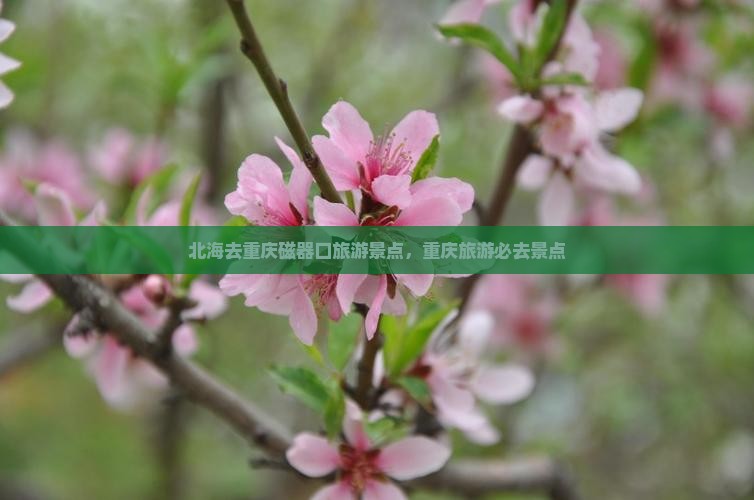 北海去重庆磁器口自由行