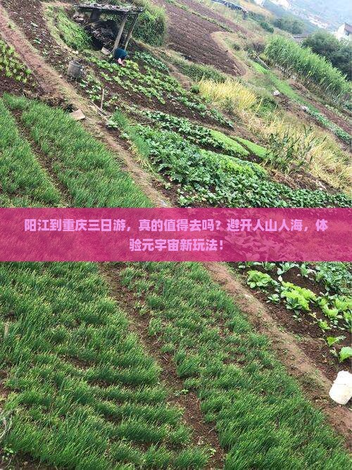 阳江到重庆三日游