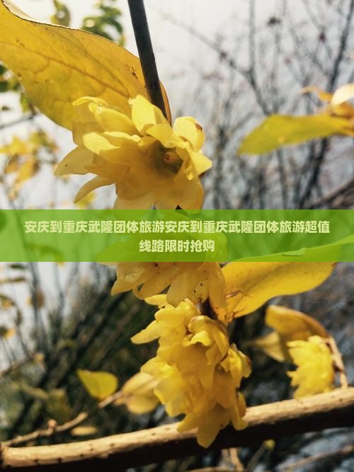 安庆到重庆武隆团体旅游