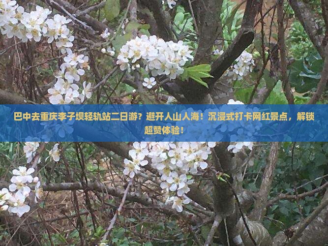 巴中去重庆李子坝轻轨站二日游