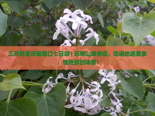 三月到重庆磁器口七日游