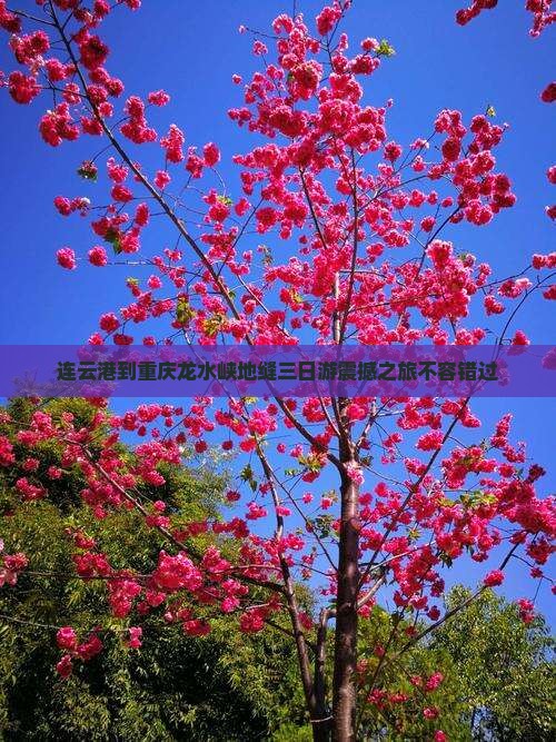 连云港到重庆龙水峡地缝三日游