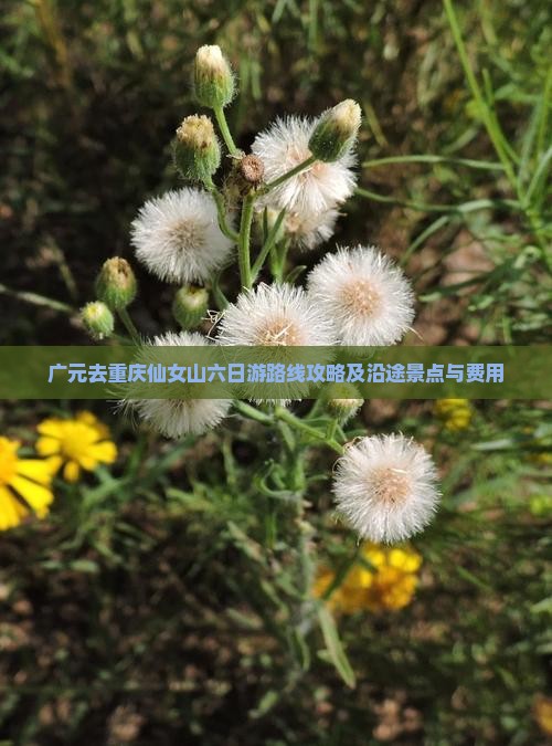 广元去重庆仙女山六日游