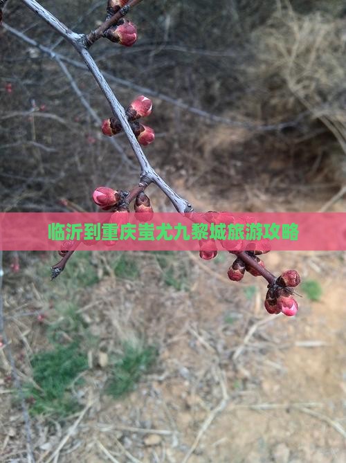 临沂到重庆蚩尤九黎城旅游