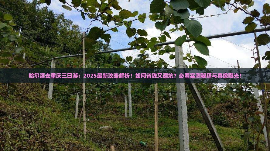哈尔滨去重庆三日游