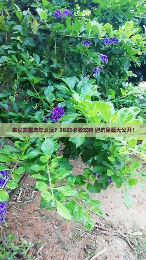 来宾到重庆攻略 来宾到重庆攻略