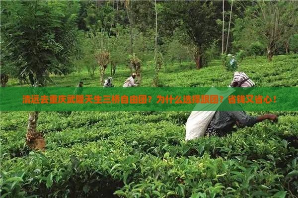 清远去重庆武隆天生三桥自由团