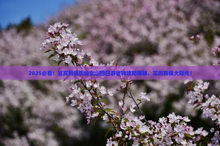 宜宾到重庆仙女山四日游