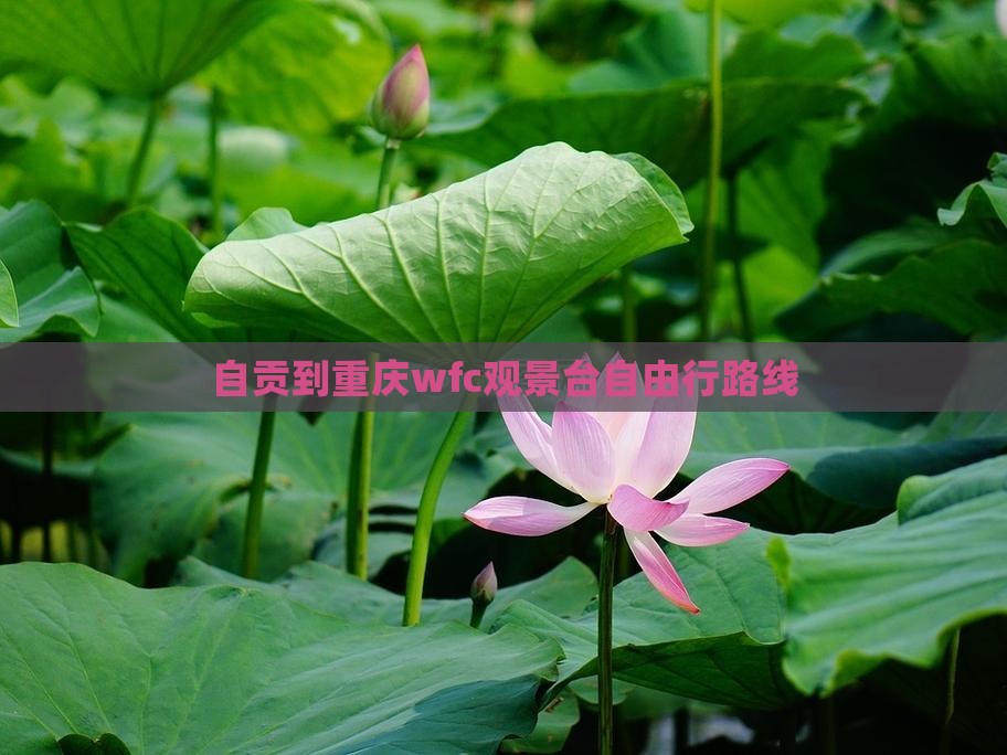 自贡到重庆wfc观景台自由行 自贡到重庆wfc观景台自由行