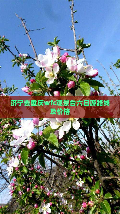 济宁去重庆wfc观景台六日游