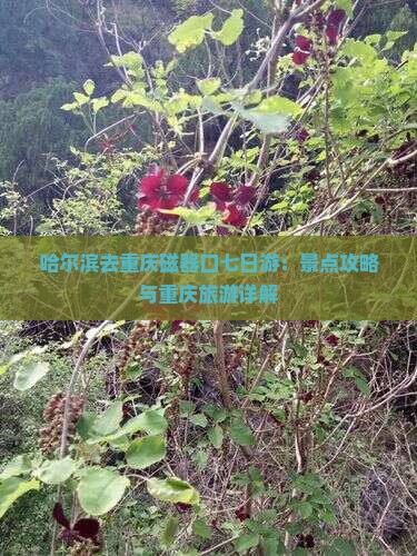 哈尔滨去重庆磁器口七日游