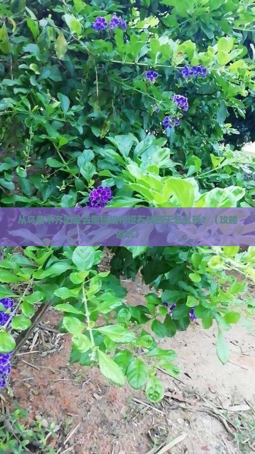 乌鲁木齐去恩施梭布垭石林四日游