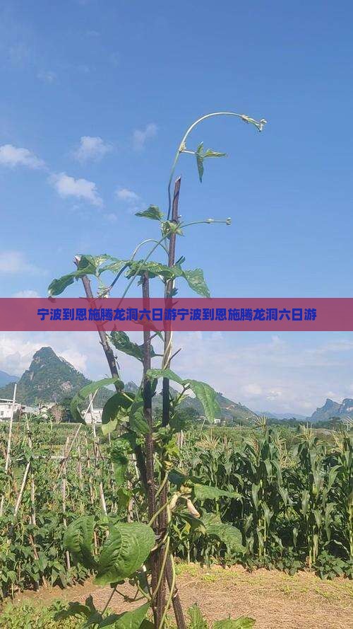 宁波到恩施腾龙洞六日游