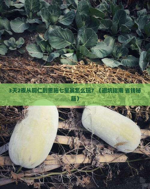 铜仁去恩施七星寨攻略
