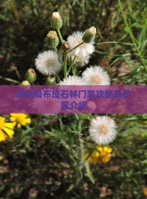 达州到恩施梭布垭石林门票