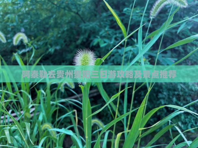 阿泰勒去贵州贵阳三日游