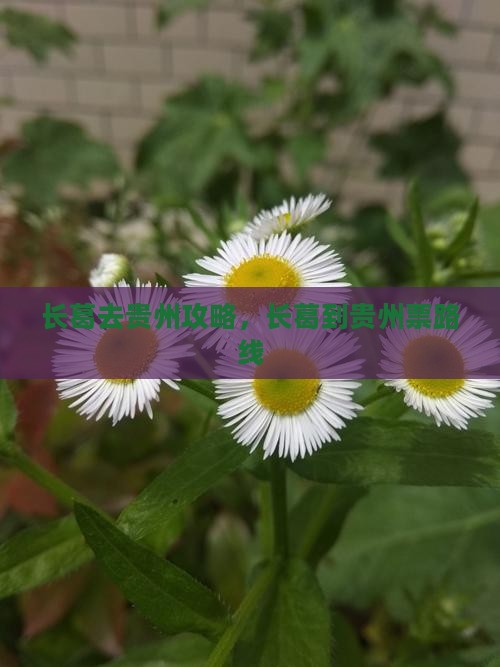 长葛去贵州攻略