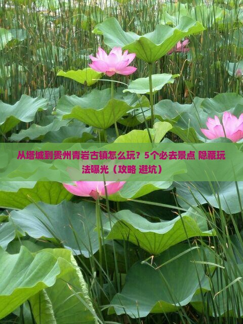塔城去贵州青岩古镇景点