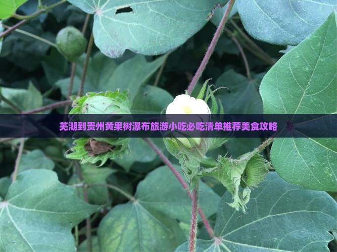 芜湖到贵州黄果树瀑布旅游小吃