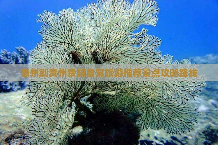 惠州到贵州贵阳景点