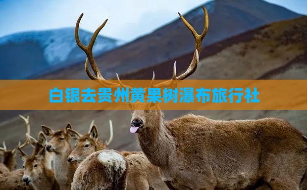 白银去贵州黄果树瀑布旅行社