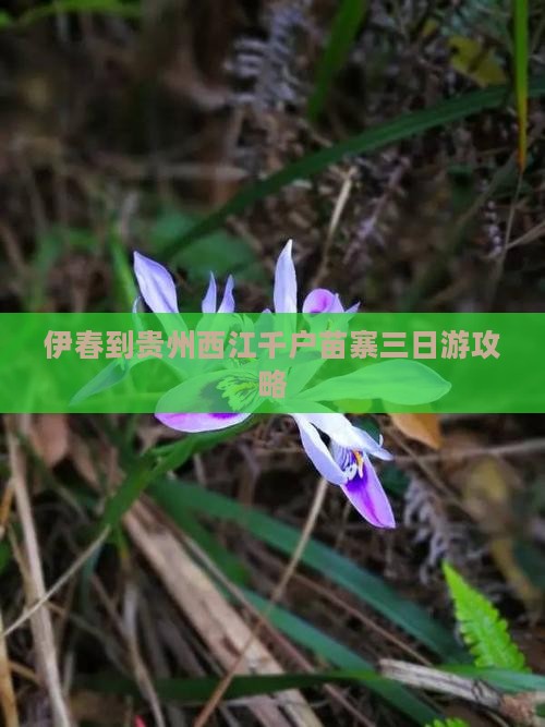 伊春到贵州西江千户苗寨三日游