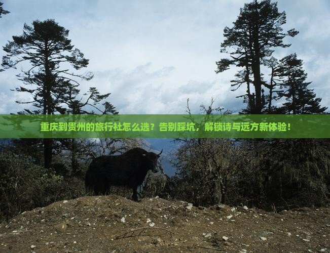 重庆到贵州旅行社