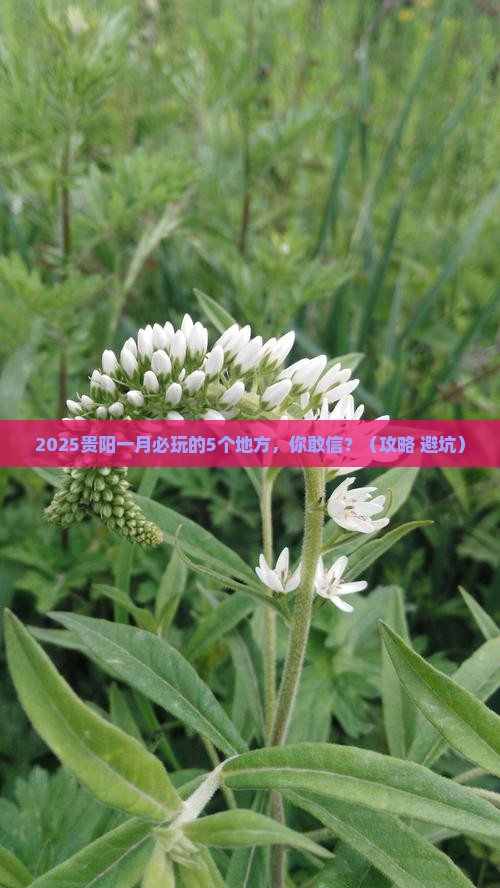 一月到贵州贵阳哪里玩