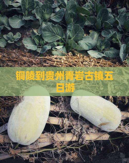 铜陵到贵州青岩古镇五日游