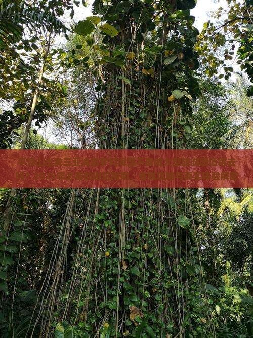 平顶山出发三亚海昌梦幻海洋不夜城大型旅游团