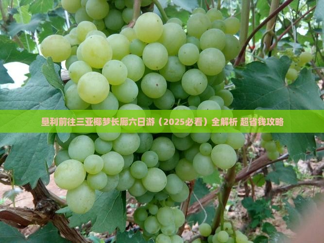 垦利前往三亚椰梦长廊六日游