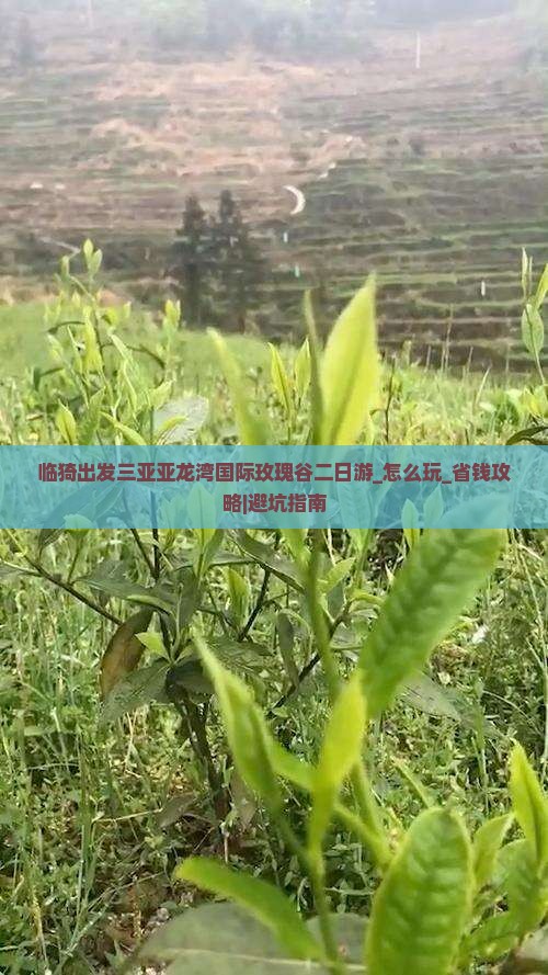 临猗出发三亚亚龙湾国际玫瑰谷二日游