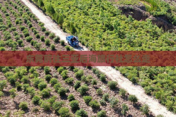东莞前往三亚后海旅行社