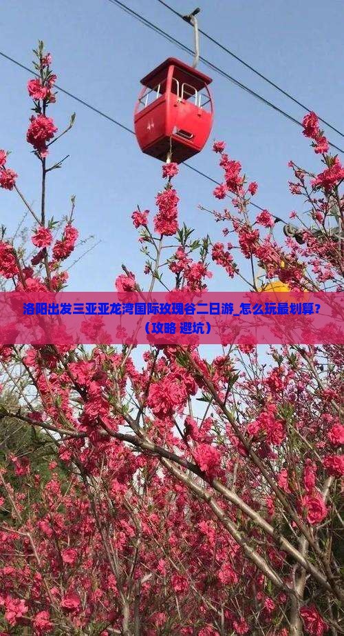 洛阳出发三亚亚龙湾国际玫瑰谷二日游